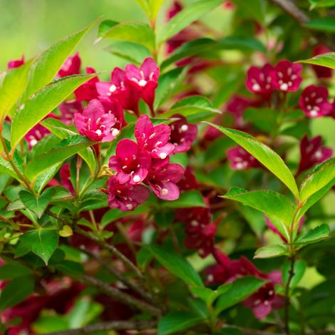 Weigela red prince - Weigela red prince 40/60 cm Pot 3L (1/5)