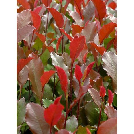 Photinia 'Corallina' Pot de 7,5L/10L (1/2)