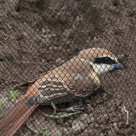 Filets anti-oiseaux pour les vignobles, les vergers et autres exploitations agricoles (1/4)