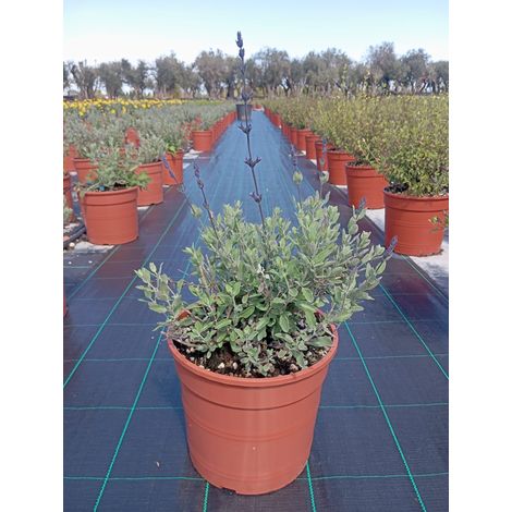 Salvia Chamaedryoides Bleue Pot 24 cm Sous-arbrisseau Semi-persistant (1/2)