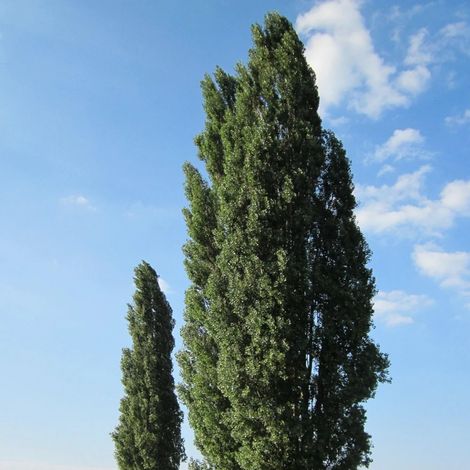 Peuplier d'Italie, Populus/Pot de 15L - Baliveau