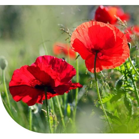 Graines de pavot MRS (Papaver rhoeas) 10 grammes - Graines de pavot - Fleurs rouges - Graines de fleurs faciles à cultiver - Idéales pour les prairies mellifères et fleuries (1/2)