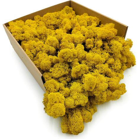 Rentierflechte – Finnisch – Gereinigt – Gelb – 250 g netto