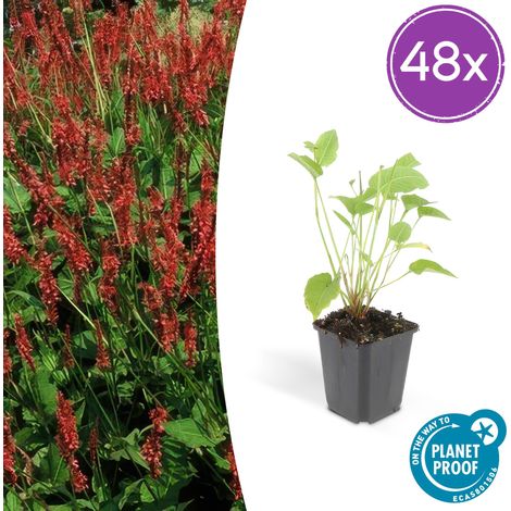 Lot de 48 Persicaria amplexicaulis - Renouée Amplexicaule à Fleurs Rouges - 10-25 cm - Ø 9 cm - PANGIVO (1/5)