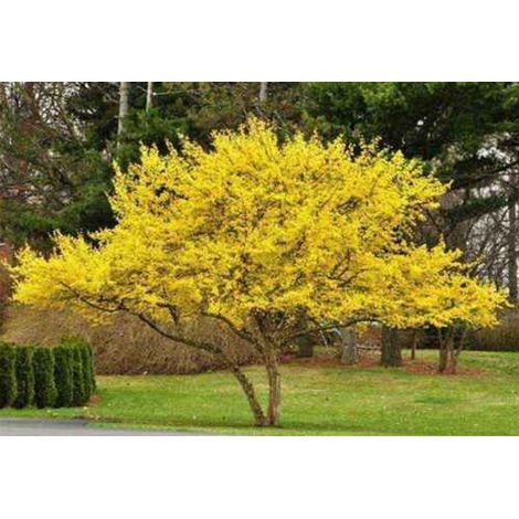 Corniolo "Cornus mas" pianta in vaso 11 cm