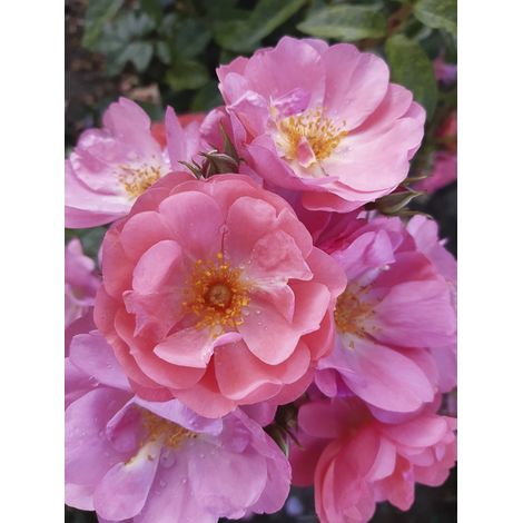 Rosier arbuste moschata 'Finn's Rose' Pot de 4L/5L