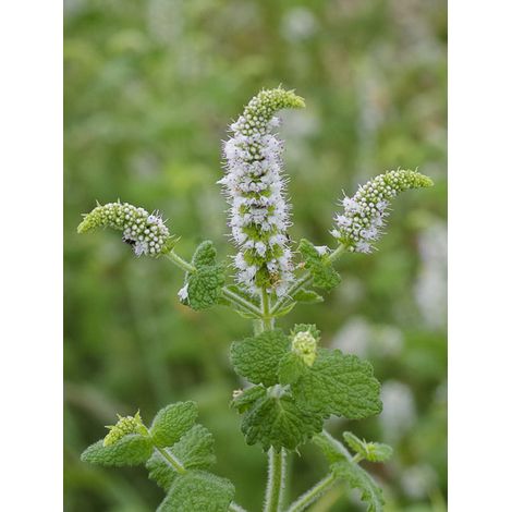 Menthe odorante Godet de 8/9 cm