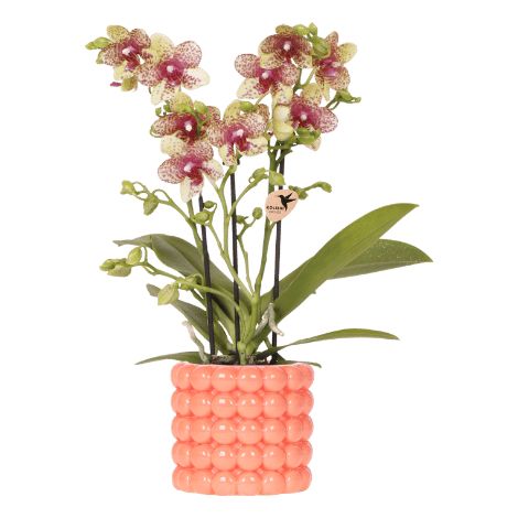 Orchidée Phalaenopsis Grosetto Orange avec Cache-pot Poppy - Plante d'Intérieur Ø9 cm - PANGIVO (1/5)