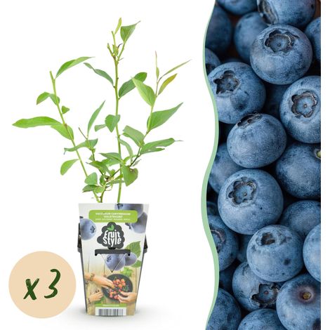 Lot de 3 Myrtilliers Goldtraube - Arbuste Fruitier Rustique - Pot 9 cm - Baies Bleues - PANGIVO (1/5)