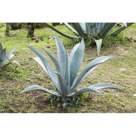 Agave blu "Agave americana" pianta grassa succulenta in vaso ø14 cm (1/3)
