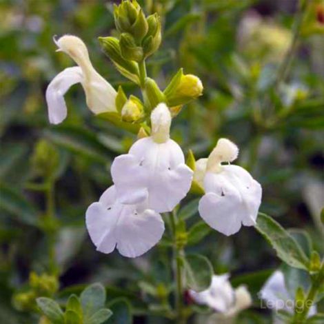 3 Sauges De Gregg Blanche (Salvia Gregii 'Alba') (1/5)