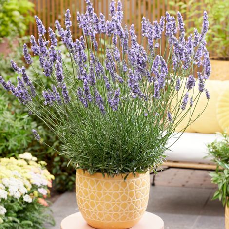 Lavande Sensational 'Tesseract'/Pot de 3L (1/3)