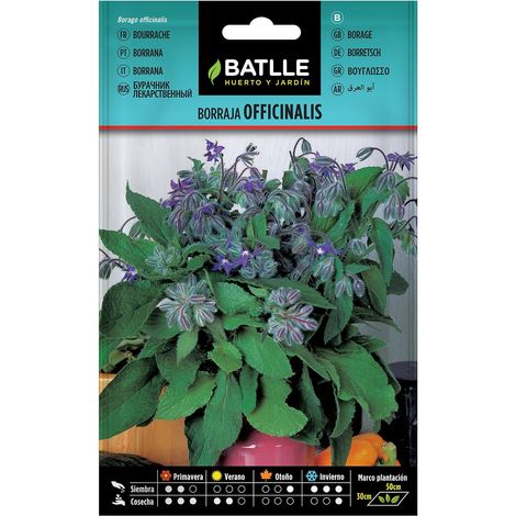 Graines aromatiques de Batlle - Bourrache Officinale (6g), violet (1/5)
