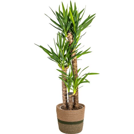 Yucca Elephantipes Plante d'Intérieur avec Pot Ø24cm Hauteur 120-140cm Tronc Robuste et Vertical - PANGIVO (1/5)