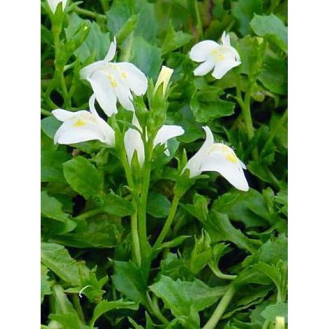 Mazus reptans 'Alba' Godet de 8/9 cm (1/2)