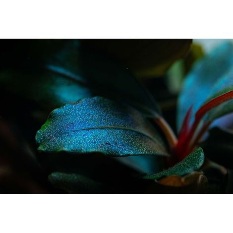 Aquariumpflanze Bucephalandra sordidula 'Blue red' Nr.139D
