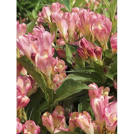 Weigela 'All Summer Peach' Pot de 3L/4L (1/3)