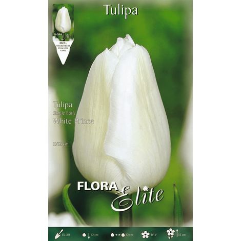 TULIPANO WHITE PRINCE CONFEZIONE DA 7 BULBI AUTUNNALI BULBS BULBES