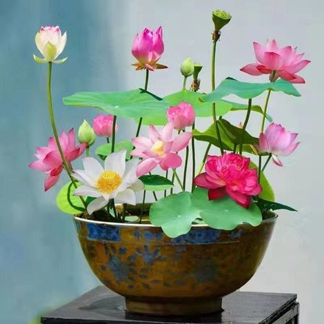 60 graines de lotus à cultiver en pot – Plante aquatique vivace, tolère le froid, pour jardin intérieur ou extérieur, couleurs mélangées (1/5)