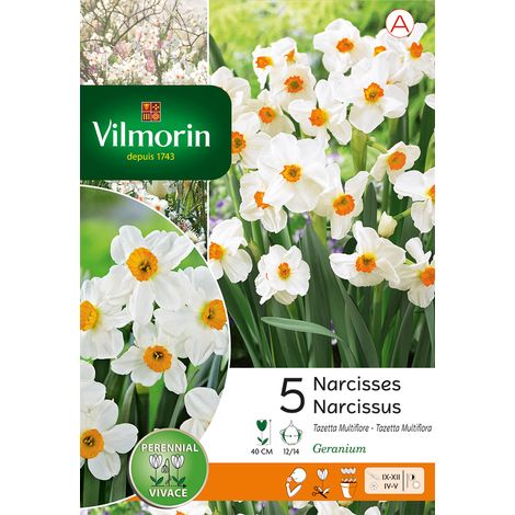 Vilmorin Narcisse Tazetta Geranium (x5) (1/3)