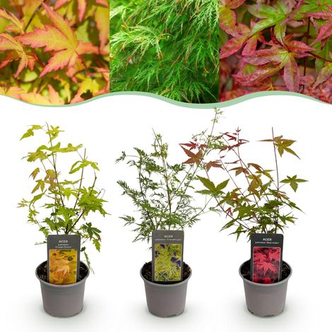 Lot de 3 Érables du Japon Acer palmatum Tricolore pour Jardin et Terrasse Pot 12cm H35cm - PANGIVO (1/5)