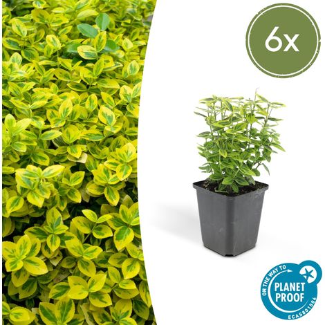 Lot de 6 Fusains Euonymus fortunei Emerald 'n Gold Arbuste Persistant Haie 10-25cm Ø9cm - PANGIVO (1/5)
