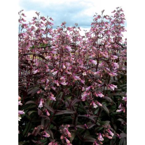 Galane 'Dark Towers' Godet de 8/9 cm (1/2)