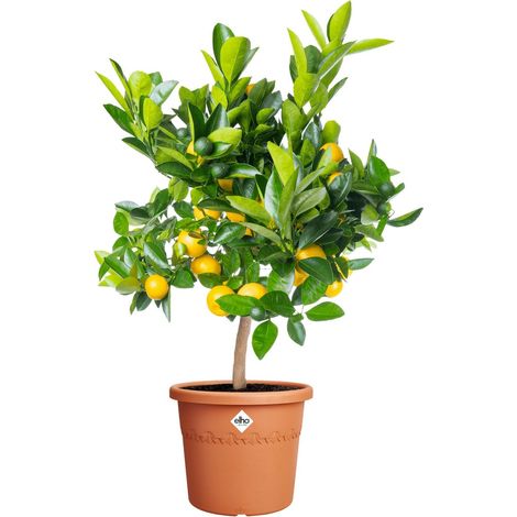 Elho Blumentopf Algarve Cilindro Ø 30 x 25 cm terra (1/2)