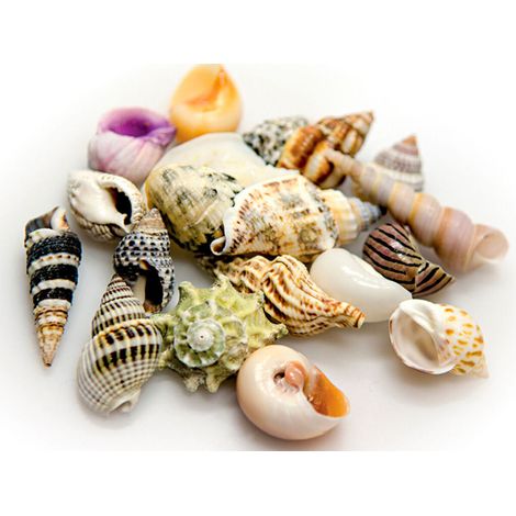 Hobby Lotto di Conchiglie - 40221 (1/2)