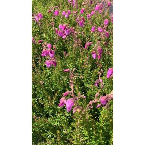 Rose d'Irlande - 10 pièces - Daboecia cantabrica 'Atropurpurea' - P9.5 - Plante - Plante de jardin - Fleur