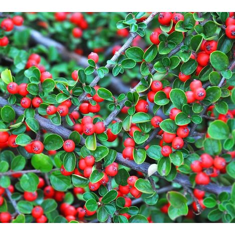 Gardenaria Cotoneaster microphyllus 'Queen of Carpets' - Arbusto ornamentale da giardino - Altezza: 30/35 cm (vaso19) (1/3)