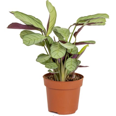 Bloomique - Ctenanthe 'Amagris' - par pièce - Plante d'intérieur - Pot 12 cm - Hauteur 10-20 cm