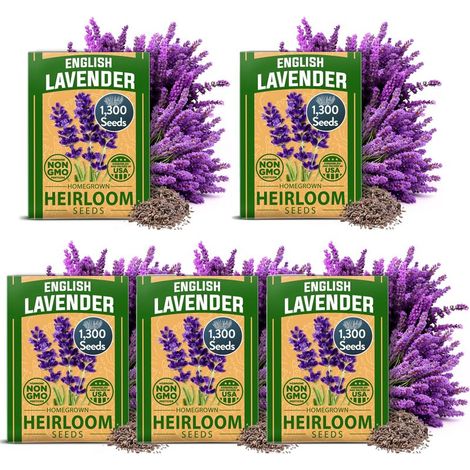 Graines de Lavande Anglaise 6500 – Semis Intérieur/Extérieur, Parfum Naturel, Haute Germination (1/5)