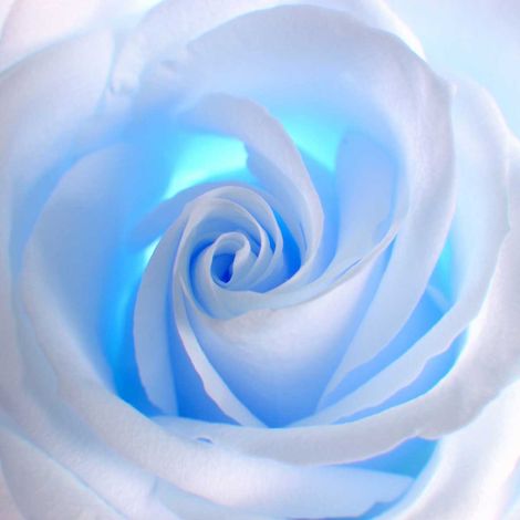 Tableau fleur au coeur bleu - 50x50 cm (1/5)