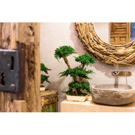 Pianta di Bonsai Ginepro stabilizzato h 50 cm (1/2)