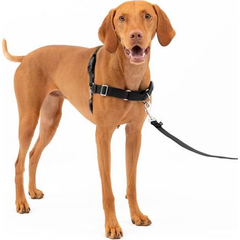 BelleRise - Harnais Easy Walk avec Boucle Anti-Traction et Laisse de 1,8 m, Promenade Confortable pour Vous et Lui, Noir, Taille M (1/5)