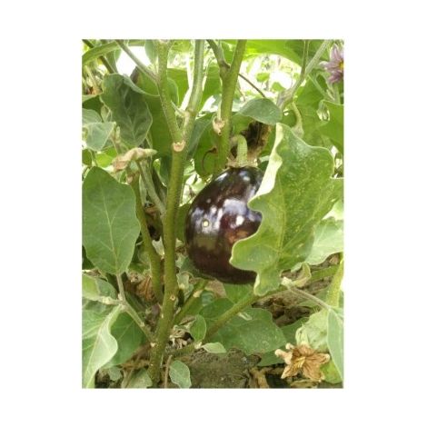 Aubergine HYB F1 Bonica - 0,5g