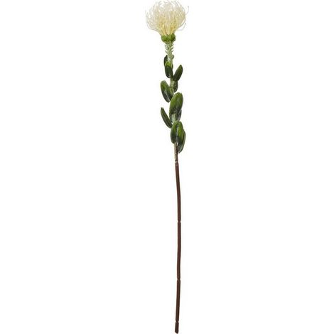 Pincushion Protea Spray (Single Stem Flower) - Plastic - Height 61 cm - Cream