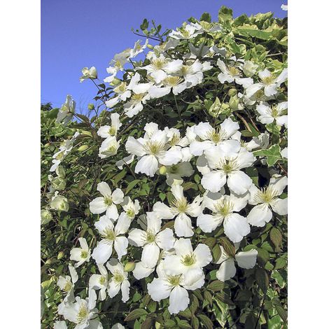 Clématite des montagnes 'Spring Joy' Pot de 2L/3L