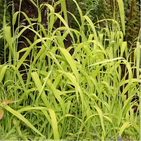 4 x Millet sauvage  - Milium effusum 'Aureum'  - godet 9x9 cm (1/4)