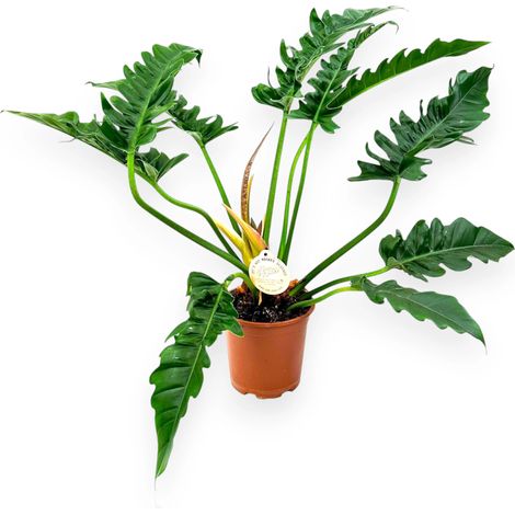 Gardenaria Philodendron 'Tigertooth' - Pianta da interno ornamentale - Altezza: 45 cm (vaso 17) (1/4)