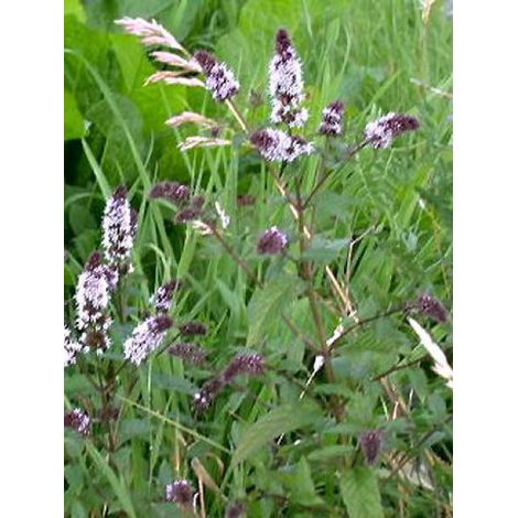 Menthe poivrée Godet de 8/9 cm