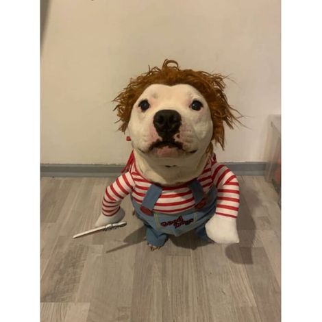 Costume de poupée mortelle pour chien, déguisement cosplay, taille L – DELKEVIC
