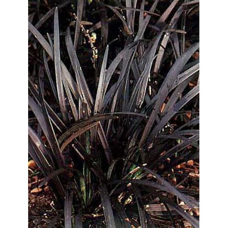 Barbe de serpent 'Nigrescens' Godet de 8/9 cm (1/4)