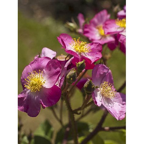 Rosier arbuste moschata 'Rosy Purple' Pot de 4L/5L (1/2)