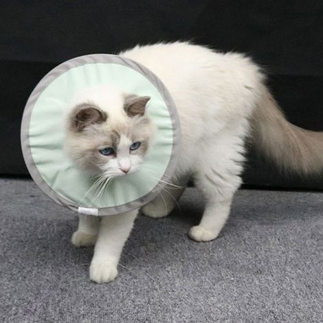 Collier anti-léchage pour chat Elizabethan Elizabeth - Collier de protection anti-morsure léger, respirant et résistant à l'eau (1/5)