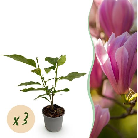 Magnolia Heaven Scent - Lot de 3 Plantes de Jardin Fleurs Roses Parfumées - Pot 12 cm H30 cm - PANGIVO (1/5)