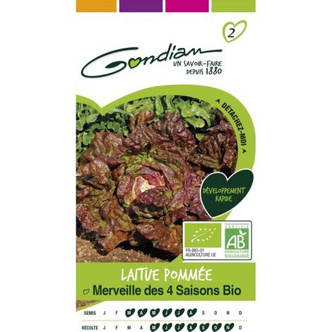 Gondian - laitue pommée merveille des 4 saison bio (1/4)