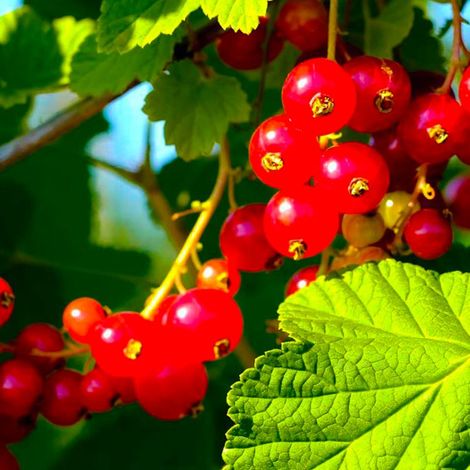 Groseillier 'Jonkheer van tets' (Ribes rubrum 'Jonkheer van tets') (1/3)