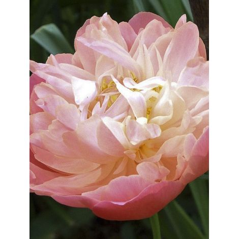 Pivoine de Chine 'Pink Hawaiian Coral' Pot de 3L/4L